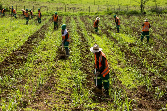 Barra Longa_MG, 17 de Marco de 2016 SAMARCO - Acoes de recuperacao Na foto, capina na plantacao de cana do Paulo Delegado Foto: Leo Drumond / NITRO